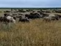 Ram, Sheep — photo 2