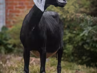 बकरी, Nubian Goat — फ़ोटो 6