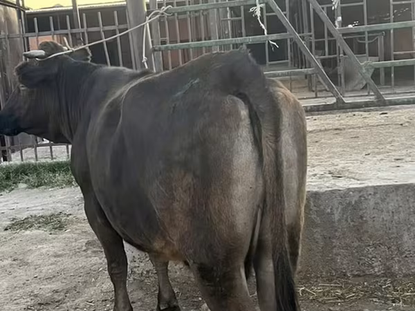 母牛, Cattle