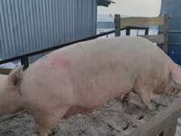 ნეზვი, Крупная белая — ფოტო 5
