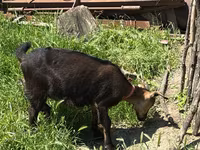 თხა, Nubian Goat — ფოტო 5