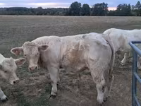 ثور, Charolais cattle — الصورة 1