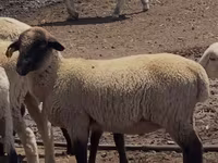 Carnero, Hampshire sheep — foto 1