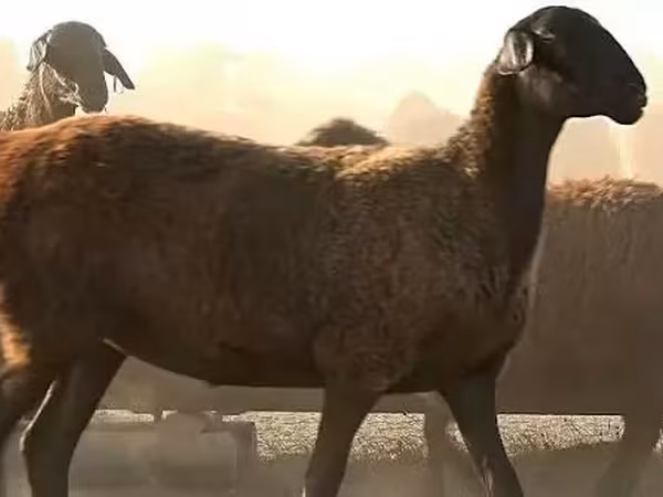 ცხვარი, Edilbay sheep