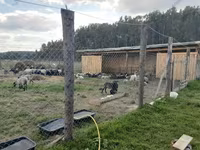 ვერძი, Romanov sheep — ფოტო 6