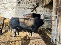 Cow, Aubrac cattle — photo 1