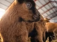 თხა, Saanen goat — ფოტო 7