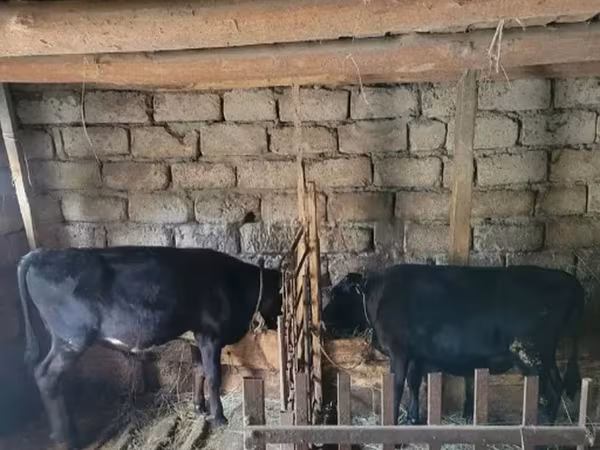 Toro, Ganado vacuno