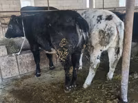 Bull, Belgian Blue — photo 3