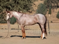 Caballo, National Show Horse — foto 6