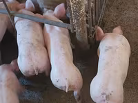 Boar, Pigs — photo 3