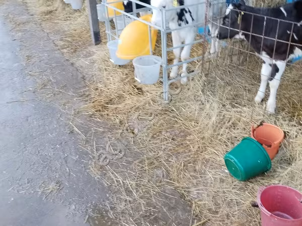 Bull, Holstein breed