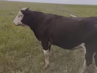 Bulle, Russian Black pied cattle — Foto 1