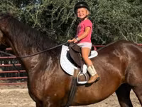 فرس, Quarter Horse — الصورة 2
