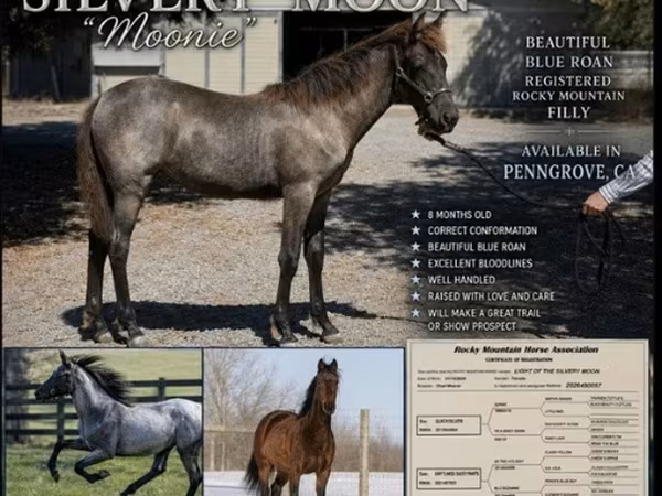 Yegua, Rocky Mountain Horse