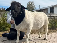 Widder, Dorper sheep — Foto 4