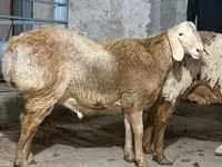 Ram, Sheep — photo 1