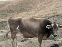 母牛, Ukrainian Brown Dairy Cattle — 照片 4