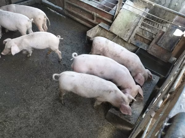 Eber, Schweine