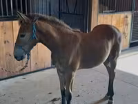 حصان, Rocky Mountain Horse — الصورة 8