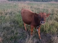 Bull, Cattle — photo 5