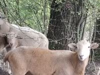 كبش, Katum sheep — الصورة 1