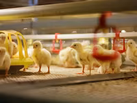 Premixuri pentru animale şi păsări / Премиксы для птиц и животных — foto 1