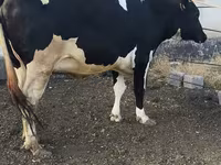 Kuh, Russian Black pied cattle — Foto 7