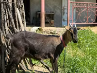 თხა, Nubian Goat — ფოტო 1