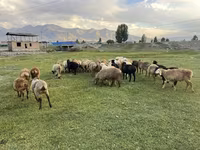 Oveja, Merino sheep — foto 2