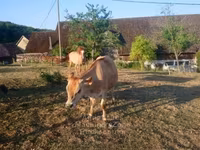 गाय, जर्सी नस्ल — फ़ोटो 2