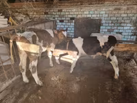 Bull, Cattle — photo 1