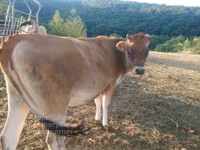 गाय, जर्सी नस्ल — फ़ोटो 3