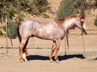 Caballo, National Show Horse — foto 8