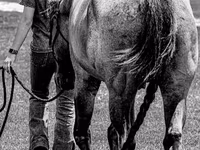 حصان, Quarter Horse — الصورة 6