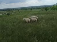 Carnero, Merino sheep — foto 7
