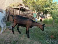 თხა, Saanen goat — ფოტო 4