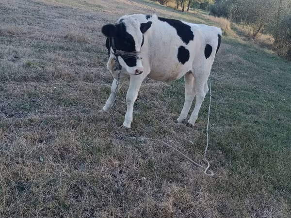 母牛, Holstein breed