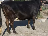 Cow, Holstein breed — photo 4