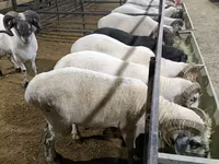 Ram, Sheep — photo 1