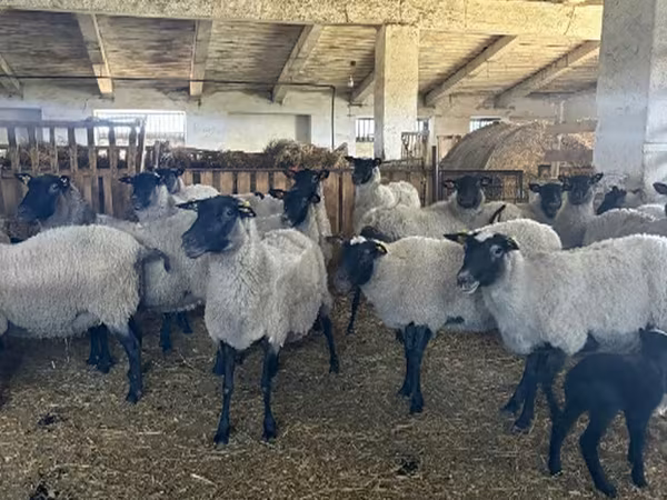 Oveja, Romanov sheep — Rusia