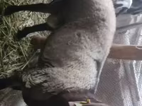 Ram, Rhon sheep — photo 1