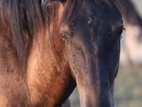 Horse (M), Vladimir heavy draft — photo 1