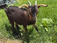 თხა, Nubian Goat — ფოტო 2