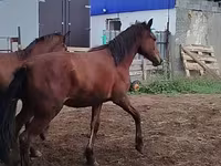 ცხენი, Horse breed — ფოტო 5