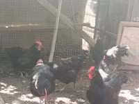 ჯერსი ჯაიანტი — ფოტო 8
