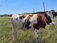 गाय, Russian Black pied cattle — फ़ोटो 1