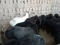 كبش, Rhon sheep — الصورة 2