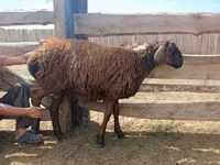 ვერძი, Edilbay sheep — ფოტო 7