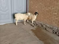 Billy Goat, Goats — photo 3